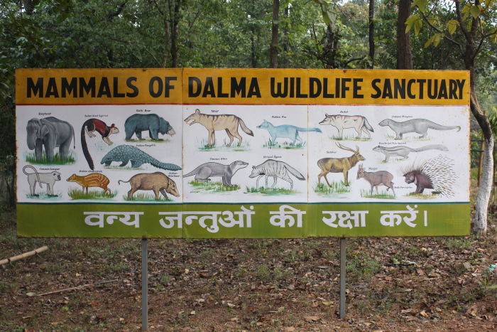 Photo of Run Amuk The Giant Elephants At Dalma Wildlife Sanctuary by Priya Pareek