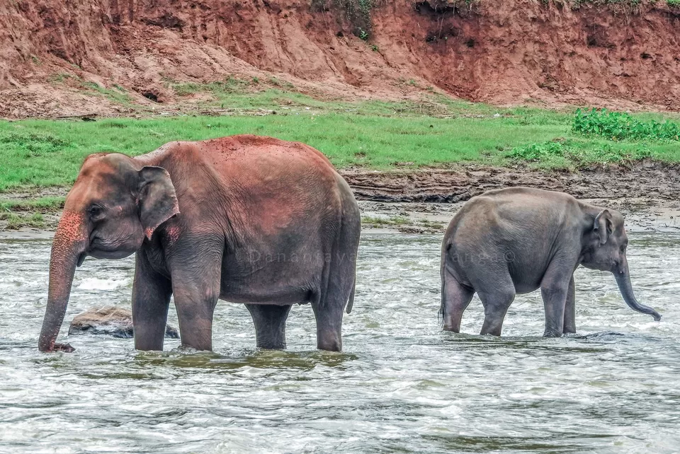Photo of Pinnawala Elephant Orphanage Bus Stop, Kegalle-Rambukkana Rd, Rambukkana, Sri Lanka by Priya Pareek