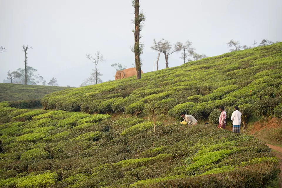 Photo of Anaimalai Mountains, Tamil Nadu by Priya Pareek