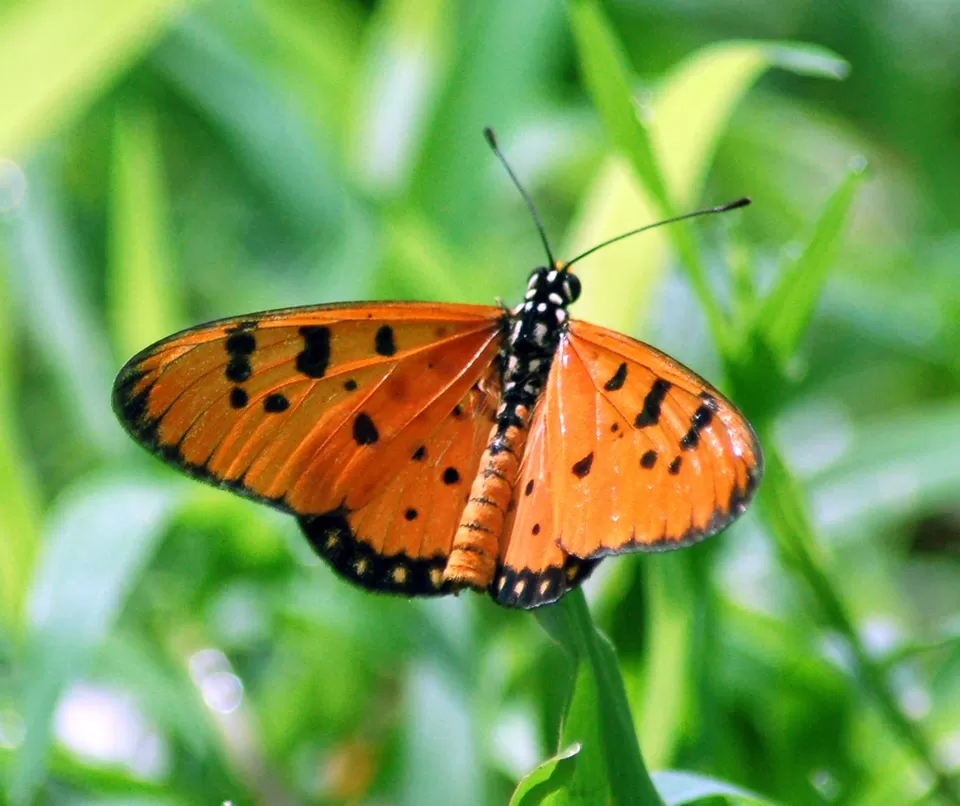 Photo of Phansad Wildlife Sanctuary, Roha, Maharashtra, India by Priya Pareek