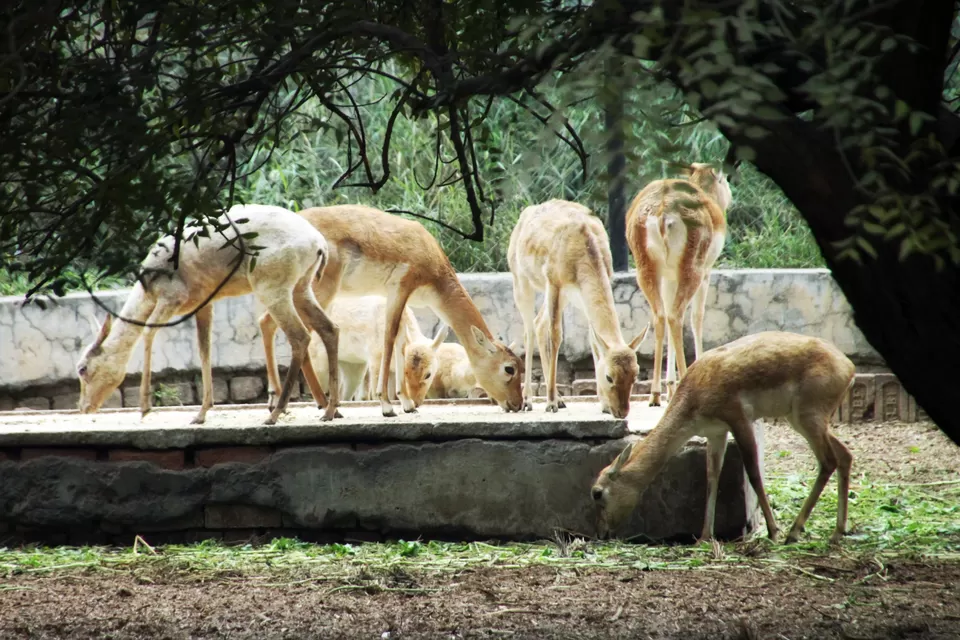 Photo of Lucknow Zoo, Narhi, Hazratganj, Lucknow, Uttar Pradesh, India by Priya Pareek