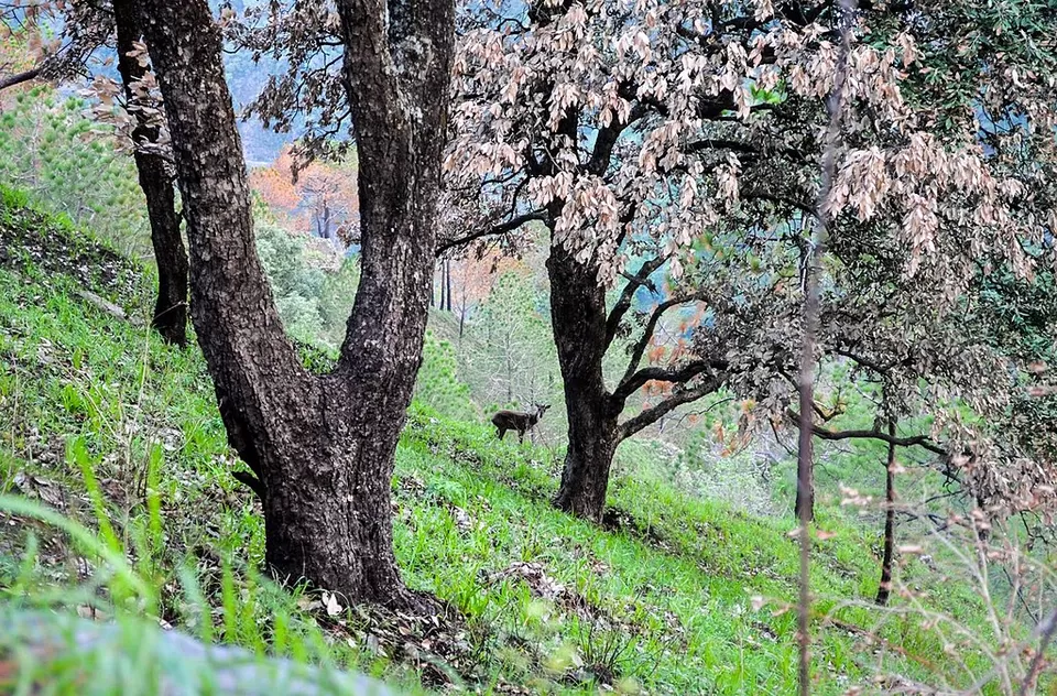 Photo of Gilbert Trail, Kasauli, Himachal Pradesh, India by Priya Pareek