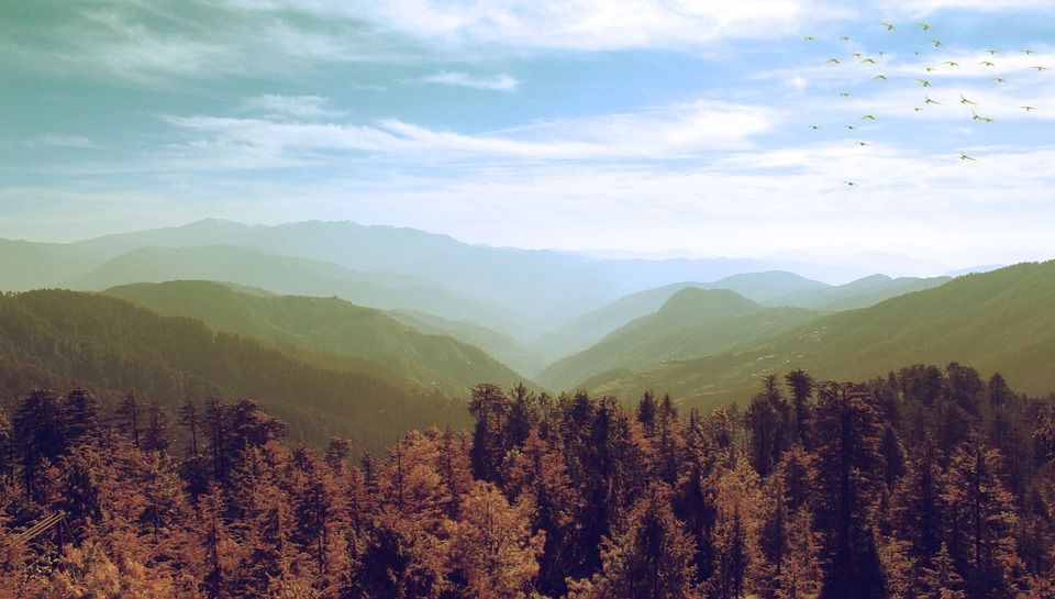 Photo of Himachal Pradesh To Legalize the Cultivation Of Cannabis 1/1 by Priya Pareek