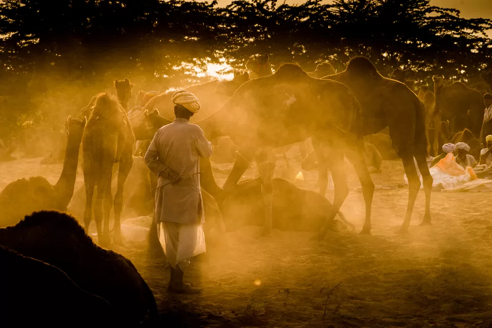 Photo of Camel Safari pushkar, Kharekhari Road, Ganahera, Pushkar, Rajasthan, India by Priya Pareek