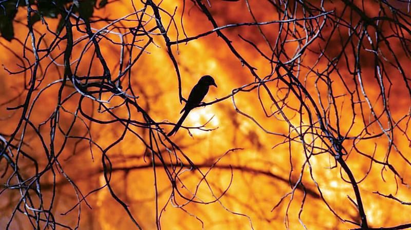 Photo of Massive Fire Engulfs Bandipura Tiger Reserve, Caution For Travellers 4/5 by Priya Pareek