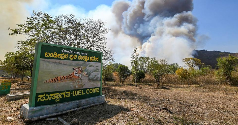 Photo of Massive Fire Engulfs Bandipura Tiger Reserve, Caution For Travellers 1/5 by Priya Pareek