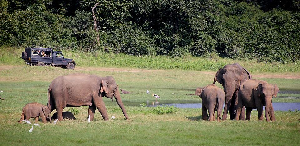Photo of Delhi May Get Its First Animal Safari Park in Two Years by Priya Pareek
