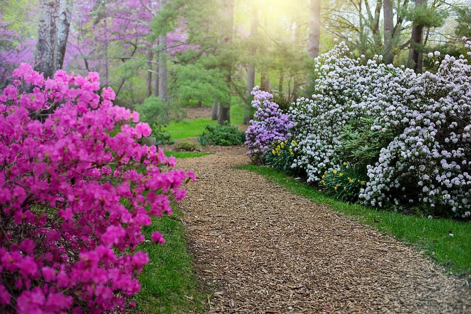 Photo of Where to see the beautiful rhododendrons bloom this spring season by Priya Pareek