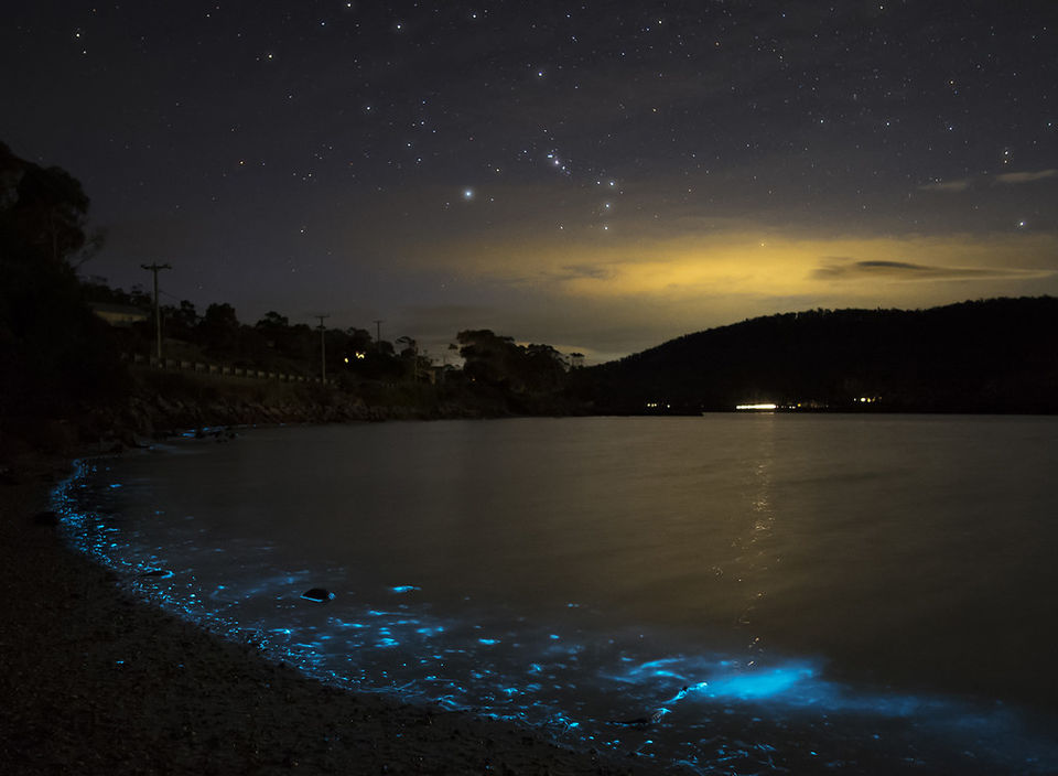 Photo of Paddle Through Florida's Bioluminescent Waters in a See-Through Kayak by Priya Pareek