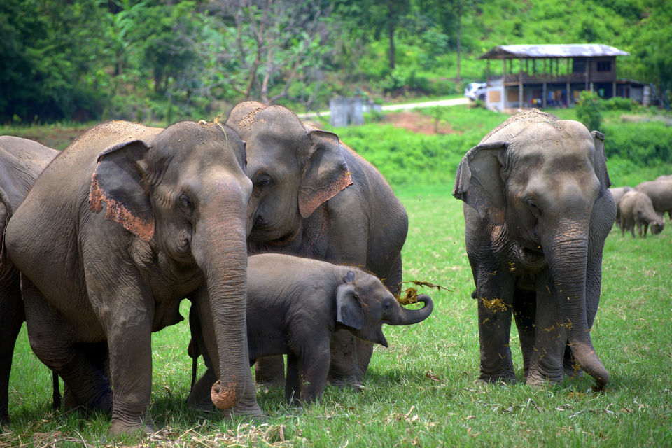 Photo of Thailand Opens an Observation-Only, Truly Elephant-Friendly Camp by Priya Pareek