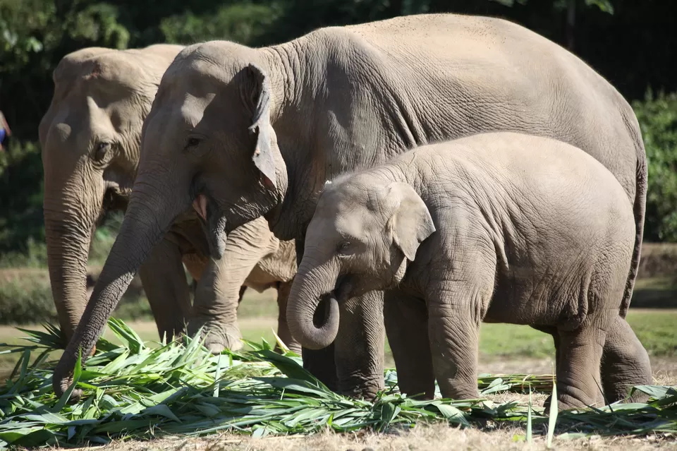 Photo of Thailand Opens an Observation-Only, Truly Elephant-Friendly Camp by Priya Pareek