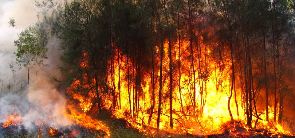 Photo of Lowdown on Australia's Imperishable Bushfire: Burns 12 mn Acres, Destroys 1,200 Homes by Priya Pareek