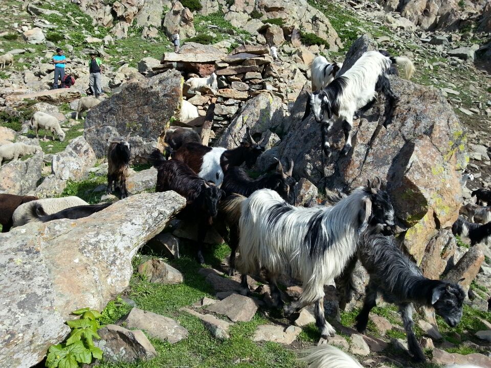 Photo of Jammu and Kashmir by Nitya Venkataraman