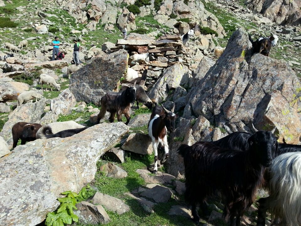 Photo of Jammu and Kashmir by Nitya Venkataraman