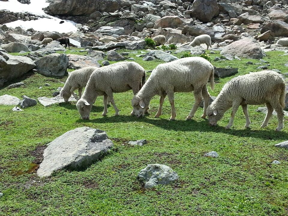 Photo of Jammu and Kashmir by Nitya Venkataraman
