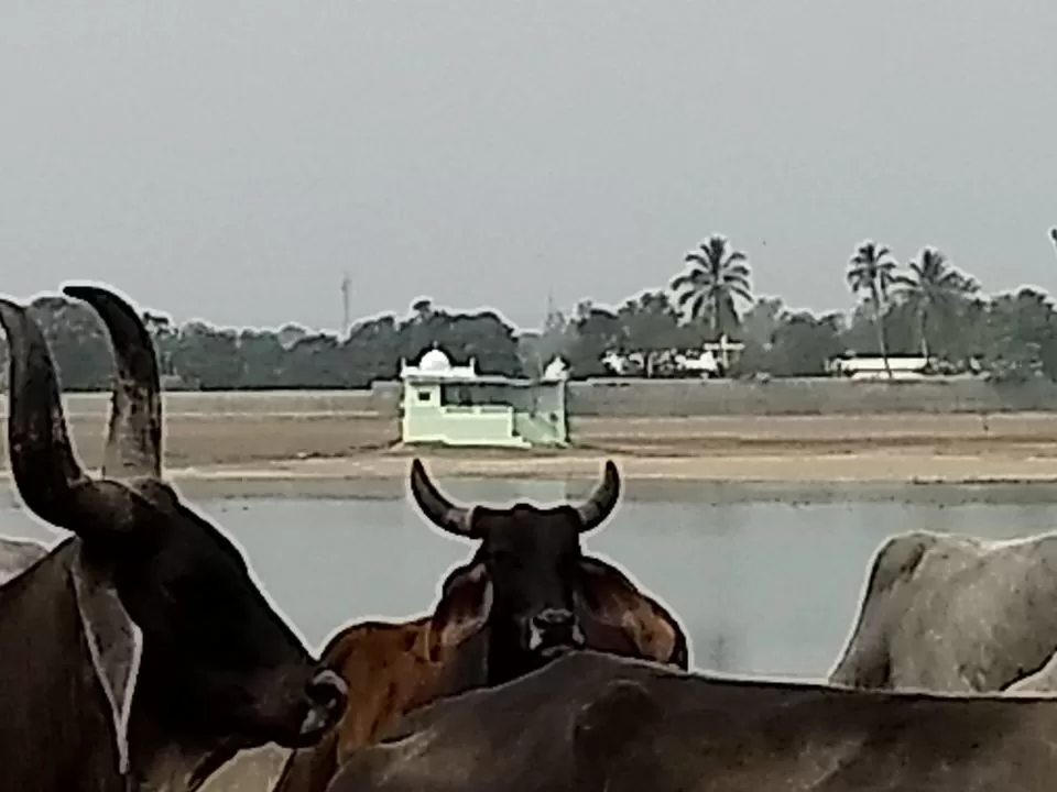 Photo of All girls trip to the Rann of Kutch - An attempt to break the glass ceiling by Gautami Reddivari