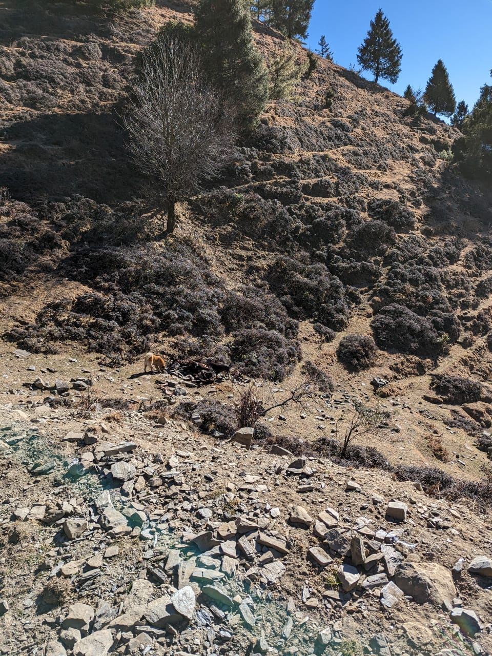 Photo of Winter Trek to Prashar lake by Never-ending-footsteps by Richa Shah..