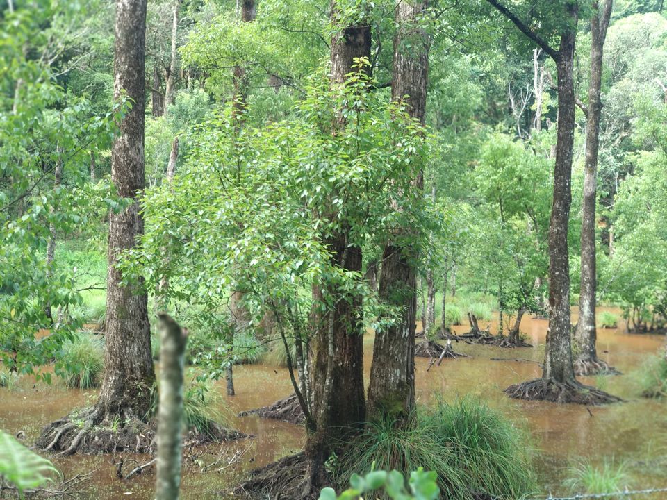Photo of '900 Kandi' -The Wild Where I Want To Get Lost Forever. by Sahad Mk