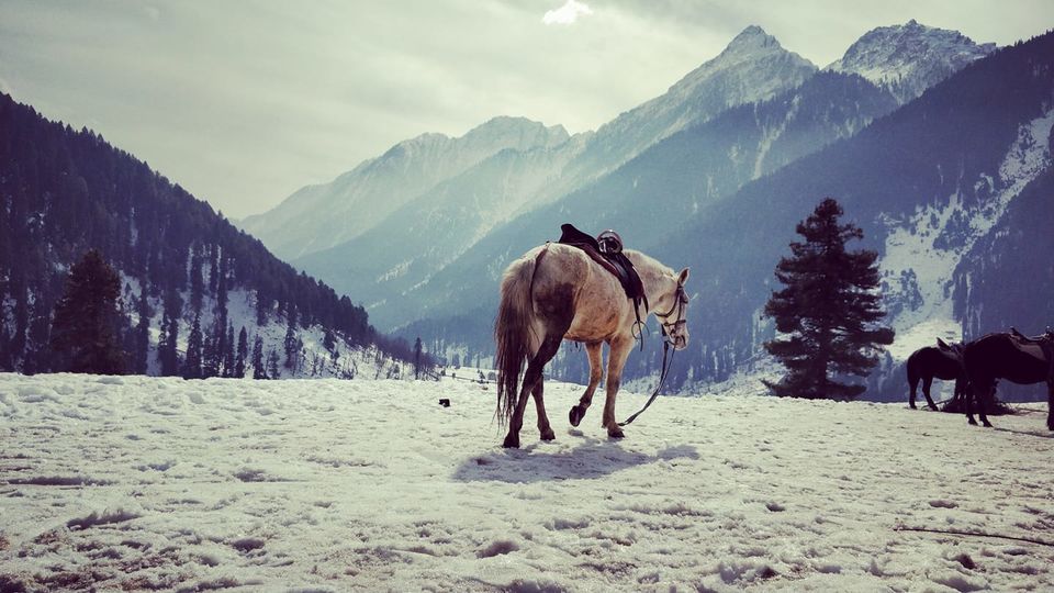 Photo of My kashmir 7/7 by Shruti Parasuram