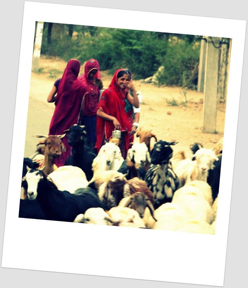 Photo of Rajasthan Diaries..... 6/14 by Kar Tik