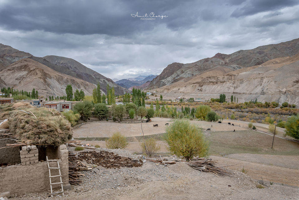 Photo of See the Unseen in Ladakh : A village called Chiktan 2/3 by Travel Like We Do