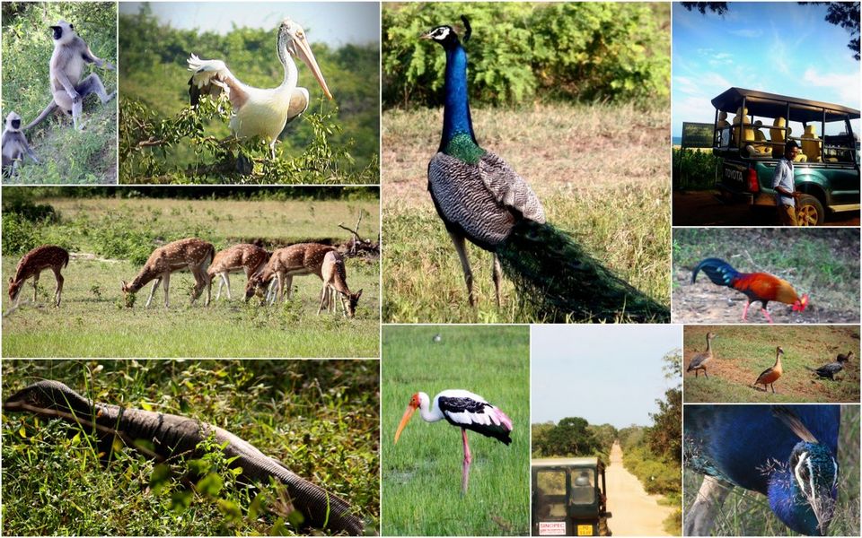Photo of Yala National Park Information Centre, Hambantota, Southern Province, Sri Lanka by Kanu Priya Singh