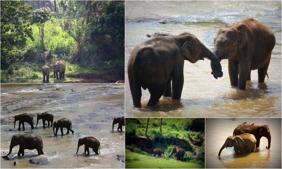 Photo of Pinnawala Elephant Orphanage, Kegalle-Rambukkana Road, Rambukkana, Sabaragamuwa Province, Sri Lanka by Kanu Priya Singh