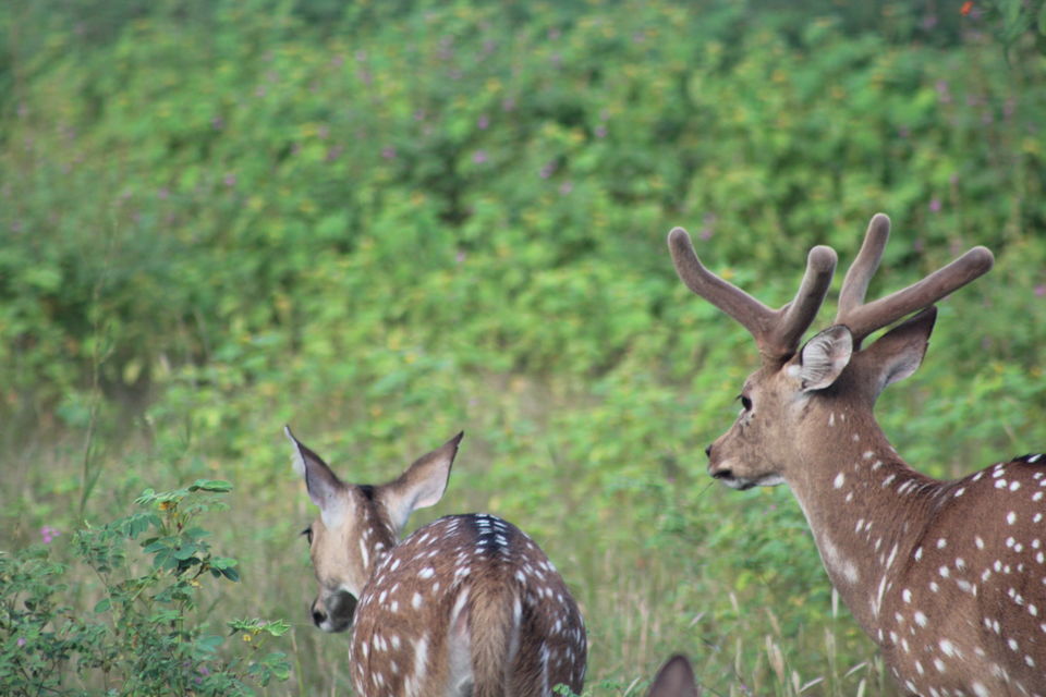 Photo of Wildlife tour across Gujarat by Vistas