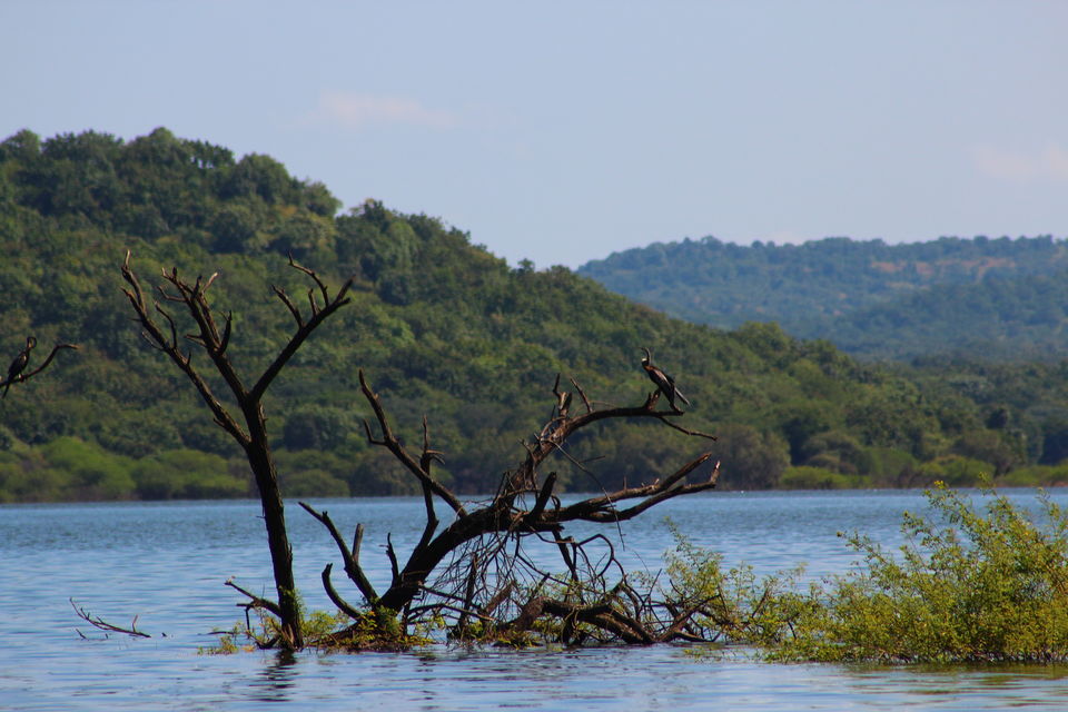 Photo of Wildlife tour across Gujarat by Vistas