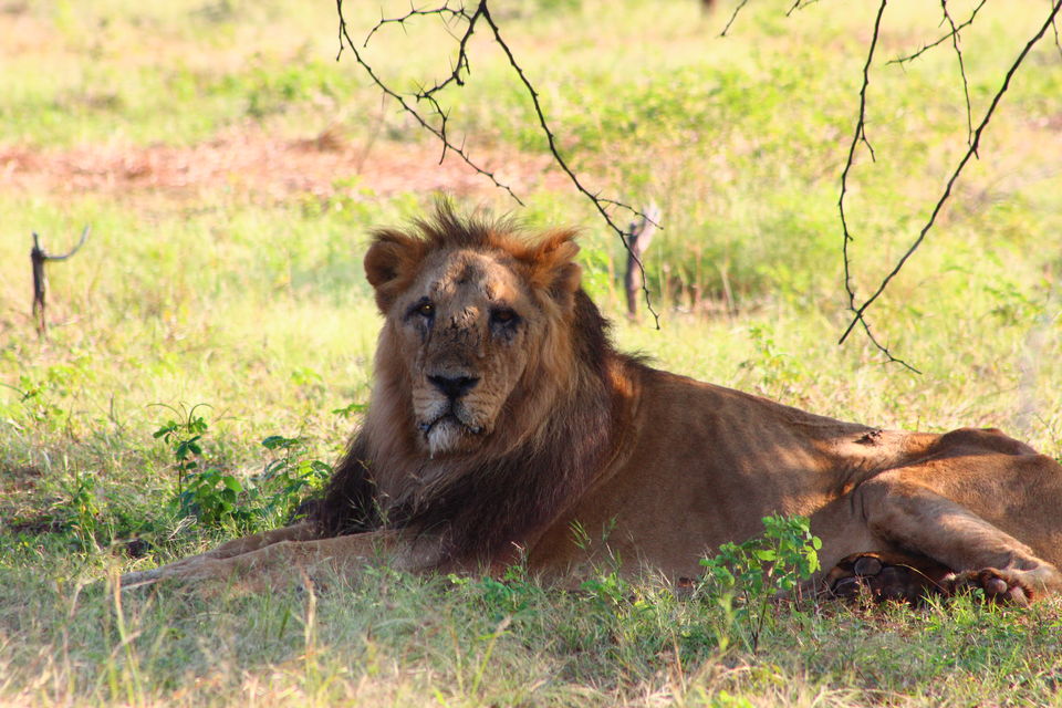 Photo of Wildlife tour across Gujarat by Vistas