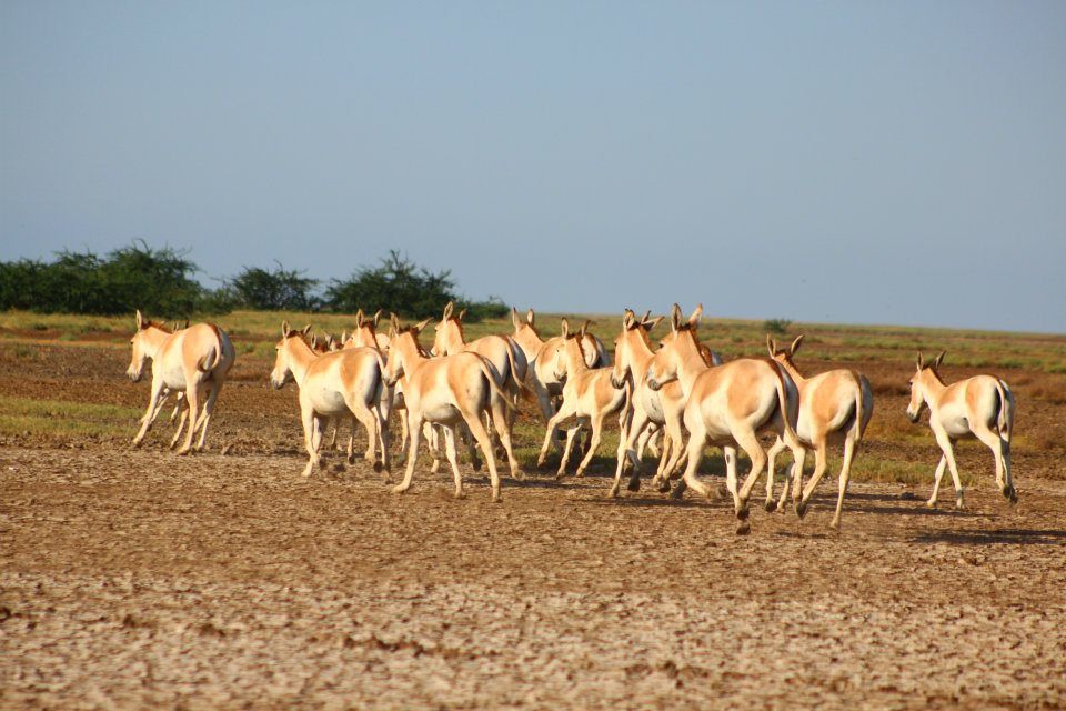 Photo of Wildlife tour across Gujarat by Vistas
