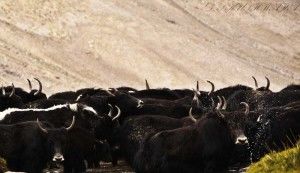 Photo of Nubra Valley – The Silk Route experience by Vistas