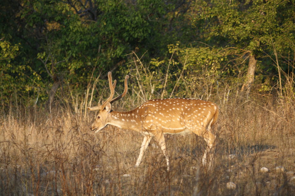 Photo of Go on a jungle safari with unsighted friends 3/3 by Bat Travels