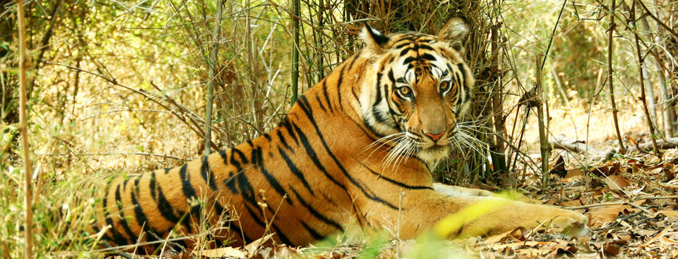 Photo of Bandhavgarh National Park, Tala, Madhya Pradesh, India by Sonal Agarwal