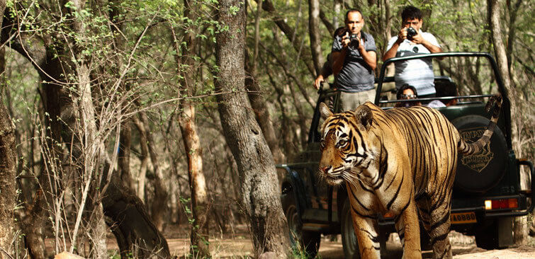 Photo of Kanha National Park, Madhya Pradesh, India by Sonal Agarwal