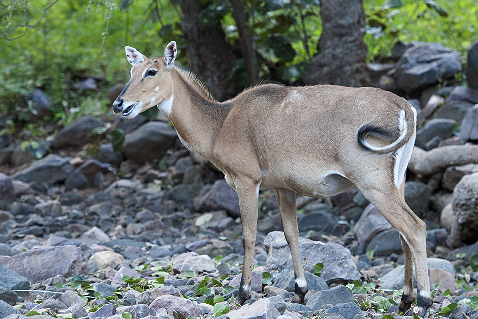 Photo of Ranthambore Tiger Reserve, Sawai Madhopur, Rajasthan, India by Sonal Agarwal