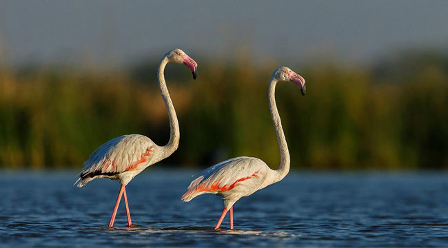 Photo of Little Rann of Kutch, Gujarat by Sonal Agarwal