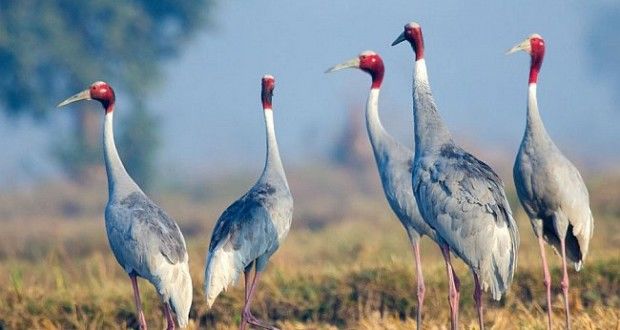 Photo of Bharatpur Bird Sanctuary, Bharatpur, Rajasthan, India by Sonal Agarwal