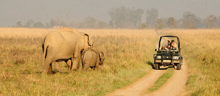 Photo of Corbett National Park Uttrakhand, Ramnagar Road, Laxmipur Lachhi, Uttarakhand, India by Sonal Agarwal