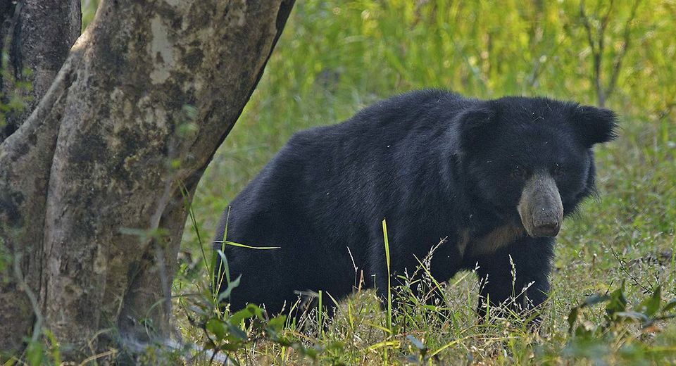 Photo of Satpura National Park, Madhya Pradesh, India by Sonal Agarwal
