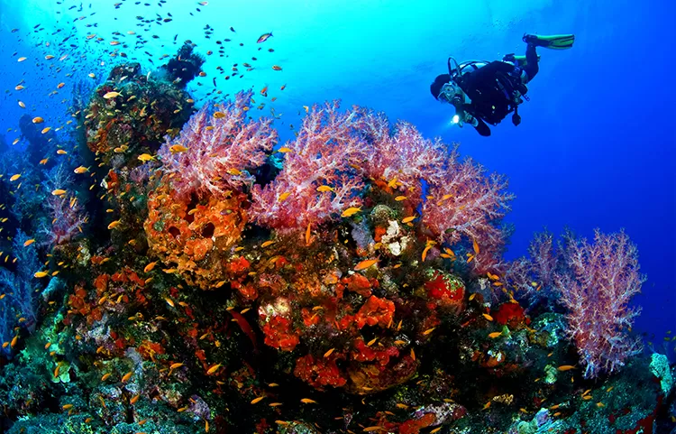 Photo of Scuba Diving in Mauritius by Sonal Agarwal