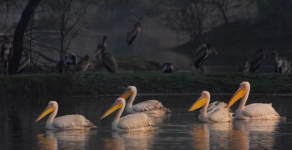 Photo of Bharatpur, Rajasthan, India by Sonal Agarwal