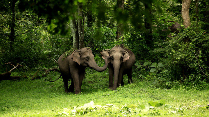 Photo of Into the Wild of Western Ghats by Sonal Agarwal
