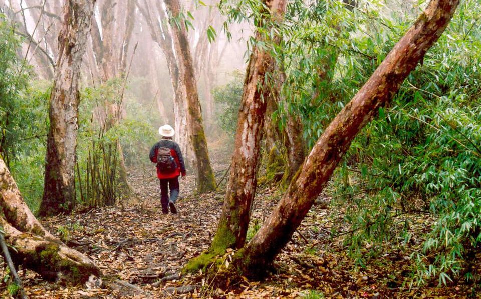 Photo of Neora Valley National Park, Darjeeling, West Bengal, India by Sonal Agarwal