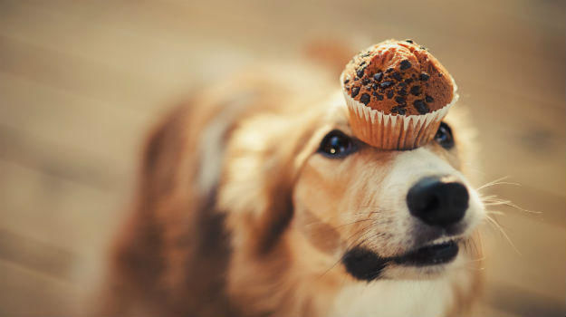Photo of These cafes are just perfect for your pooches by Sonal Agarwal