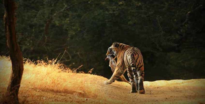Photo of A bump in the peak season of tiger safari in Ranthambore by Sonal Agarwal