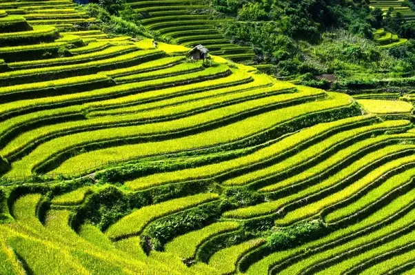 Photo of 10 picturesque terrace farms that are perfect for your Instagram profile by Sonal Agarwal