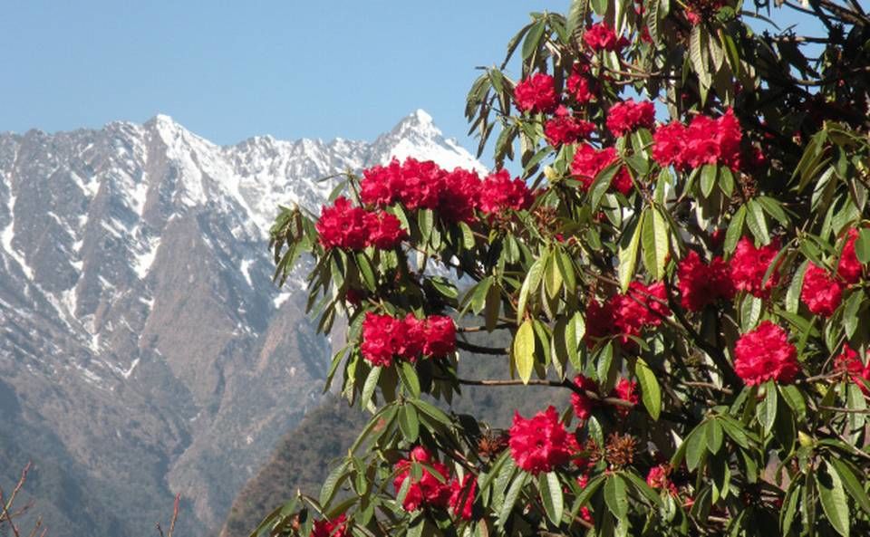 Photo of Where to see the beautiful Rhododendrons bloom this season by Sonal Agarwal