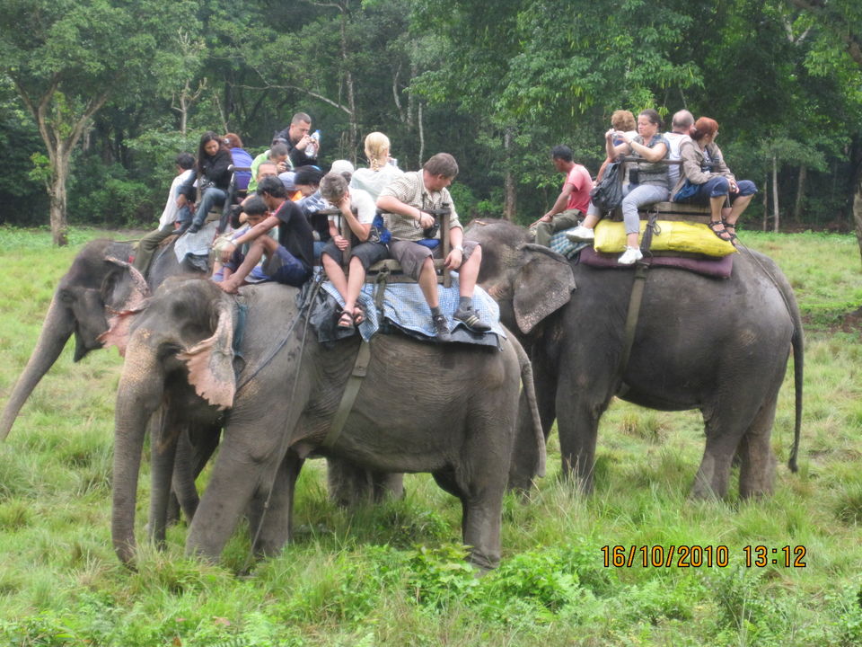 Photo of The Dark Truth of Elephant Rides in Asia by Sonal Agarwal