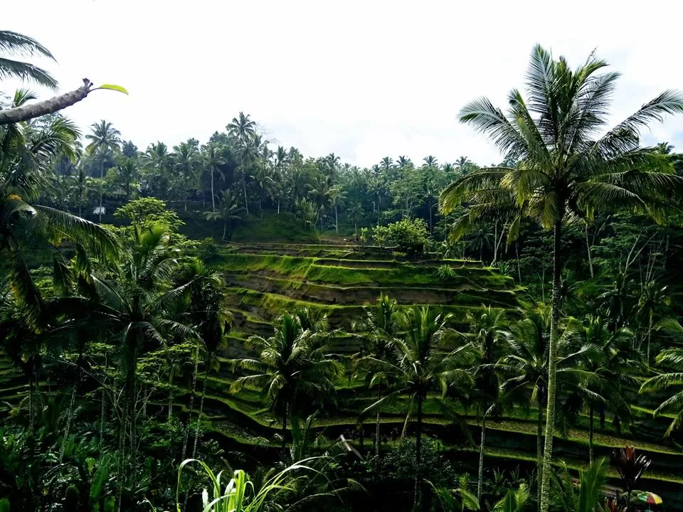 Photo of Ubud, Gianyar, Bali, Indonesia by Abhinav Sharma